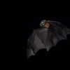 Kalon australsky - Pteropus poliocephalus - Gray-headed Flying Fox 0512
